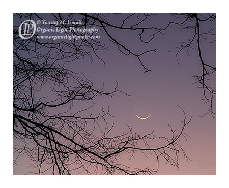 The new moon cradled amongst tree branches