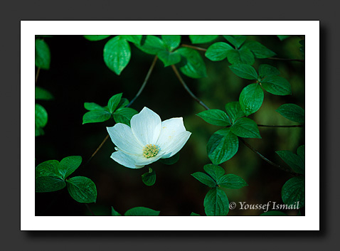  Organic Light Photography