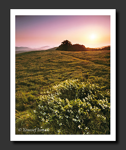  Organic Light Photography