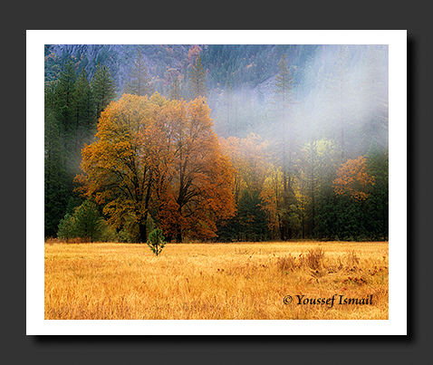 Autumn Meadow In Yosemite Valley