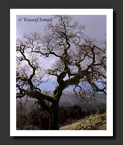  Organic Light Photography