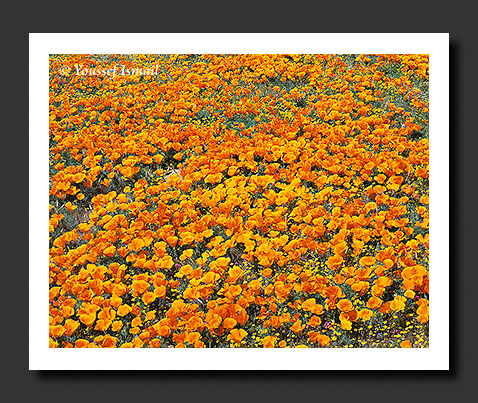 Poppies in Antelope Valley