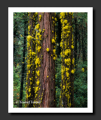 Incense Cedar and Lichens