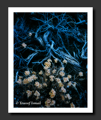 Blue Sage and Desert Buckwheat