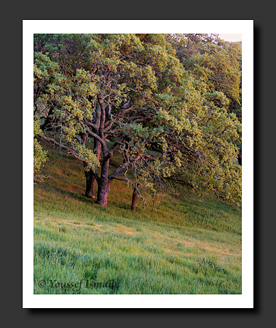  Organic Light Photography