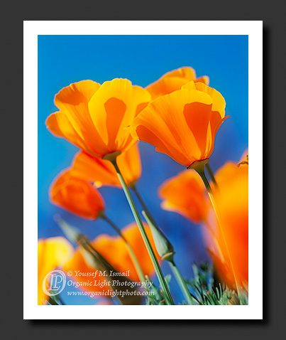 Poppies in my Neighborhood