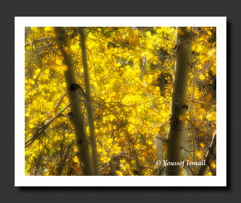 Euphoric Glowing Aspens in Lundy Canyon