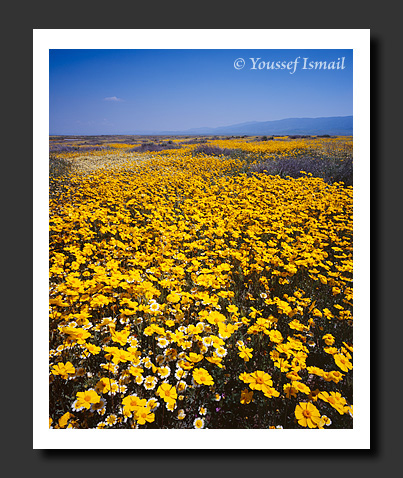  Organic Light Photography