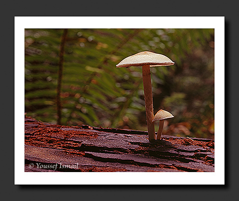  Organic Light Photography