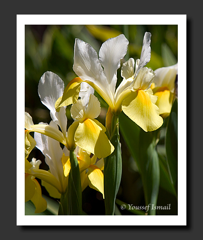  Organic Light Photography