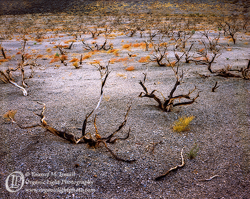 Burned Sage on Pumice Fields at the base of the Mono Craters