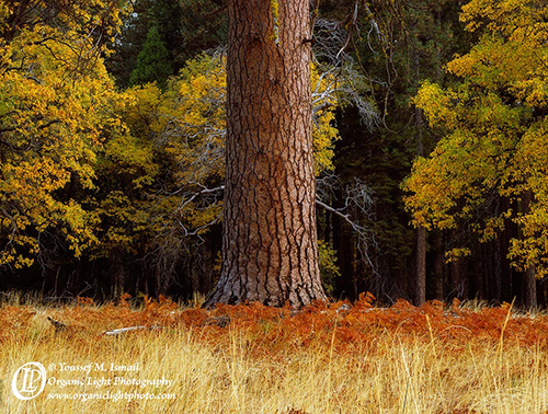 Ponderosa Pine and Black Oaks, El Capitan Meadow