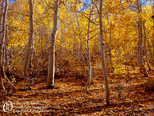 Aspens in warm afternoon light in the Eastern Sierra landscape