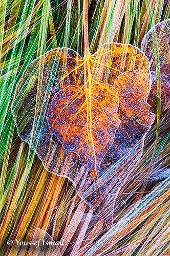 Heart Of Hearts 2nd Honorable Mention Award Winning Photo