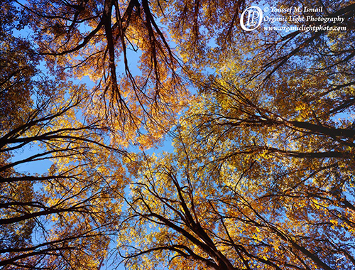 Black Oaks in Yosemite Valley at sunrise.