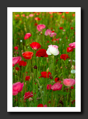 Lovely Pair - Poppies at Stanford University