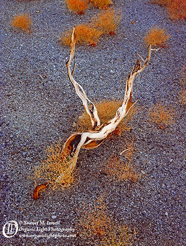 Twisted and burned sage on pumice fields in the Easterne Sierra landscape