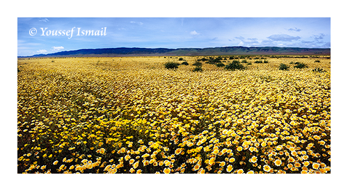 Spring Wildflowers in Carizzo Plain