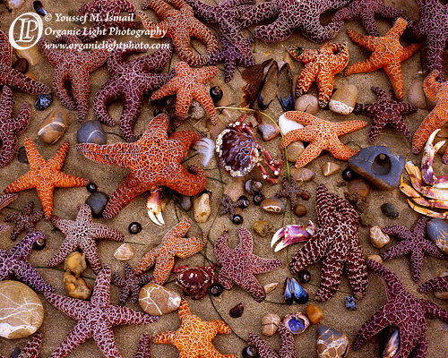 An Arrangement of Sea Stars at Low Tide