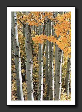 Standing Upright - Lundy Canyon