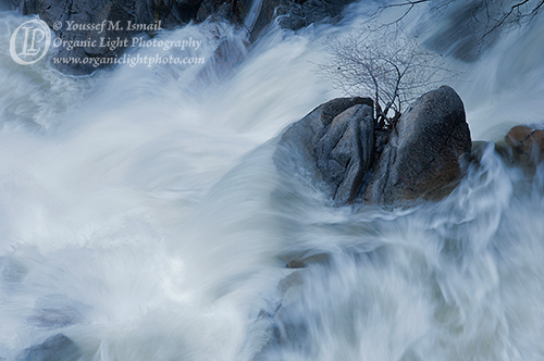 Small Tree Standing Firm Against Onslaught of Water