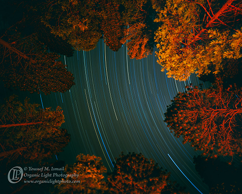 Star trails through pine trees lit by campfire