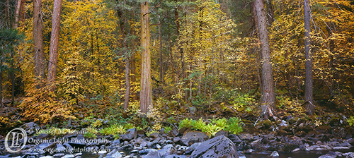 Autumn color along the Merced River in Yosemite Valley