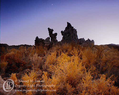 The Tufa Sage Mono Lake