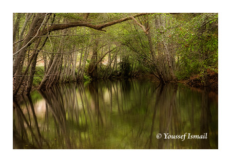 Reflection of trees in the Big Sur river