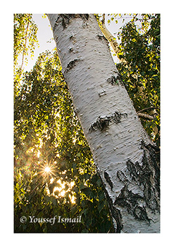 White Birch in Afternoon Light