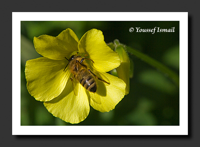 The Sip of Nectar