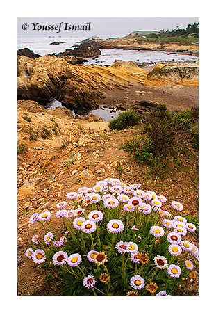 Point Lobos in Bloom