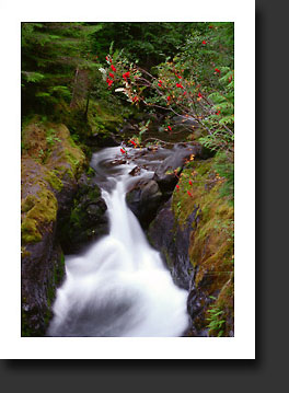 Hidden Cascade - Olympics National Park