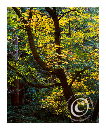 Why? - Big Leaf Maple in Fall Color